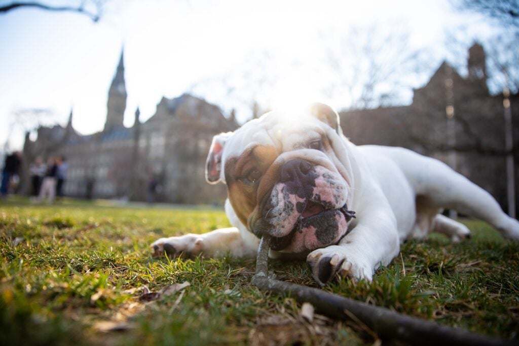 Jack the Bulldog chewing on a stick on the lawn in front of Healy Hall.